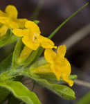 Hoary puccoon